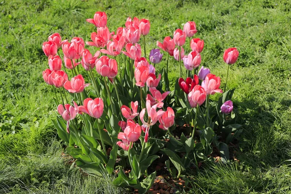 Mooie Heldere Roze Tulpen Een Groen Gazon Zonnige Dag — Stockfoto