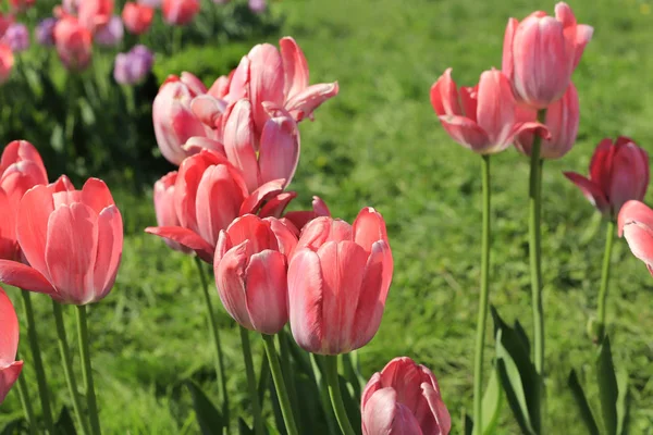 Beautiful Bright Pink Tulips Close Sunny Day — Stock Photo, Image