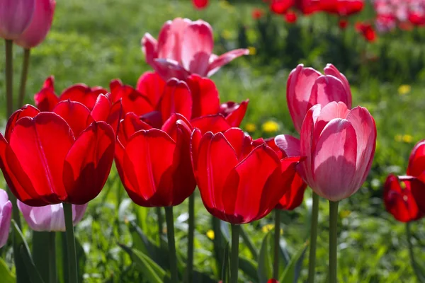 Vackra Ljusa Röda Och Rosa Våren Tulpaner Glödande Solljus Närbild — Stockfoto