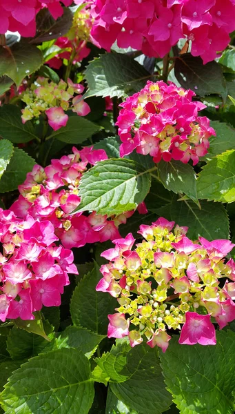 Närbild Vackra Blommor Hortensia Hydrangea Macrophylla Trädgård — Stockfoto