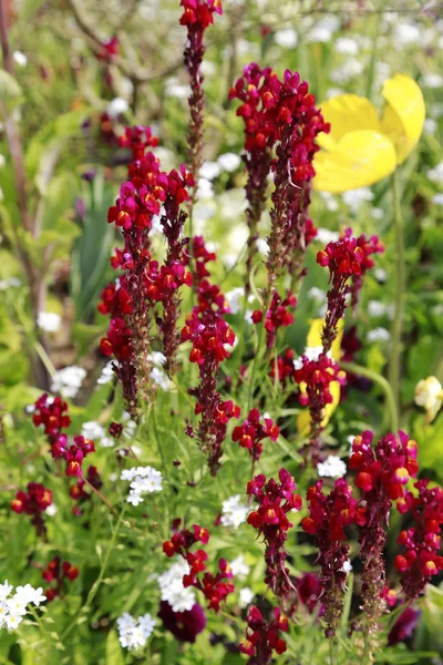 Vackra Ljusa Snapdragon Och Vallmo Blommor Närbild — Stockfoto