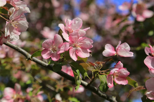 Branches Spring Apple Tree Beautiful Pink Flowers Close — Stock Photo, Image