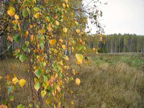 秋天的风景与枝的明亮的黄色桦木树 — 图库照片