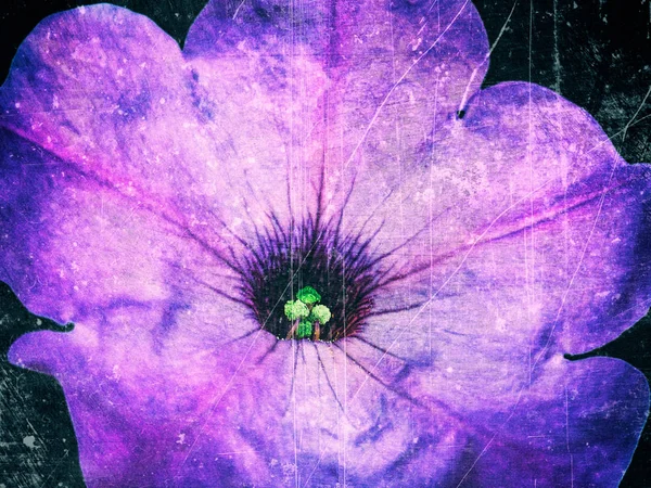 ペチュニアの花と抽象的なテクスチャ背景 — ストック写真