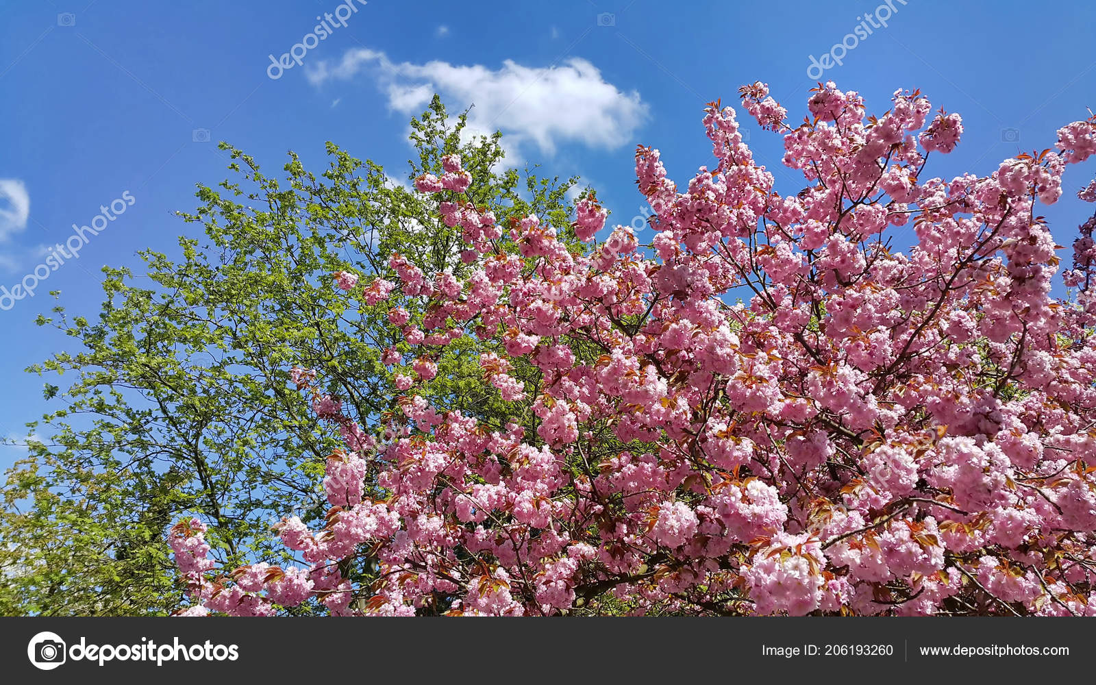 Belles Branches Arbres Fleurs Printemps Contre Ciel Bleu Les