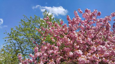 Çiçekli bahar ağaçlar mavi gökyüzü, Japon kiraz çiçeği, Prunus serrulate ağaç çiçek karşı güzel şubeleri