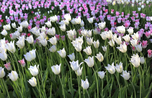 Beautiful Tulips Glowing Sunlight Nature Background — Stock Photo, Image