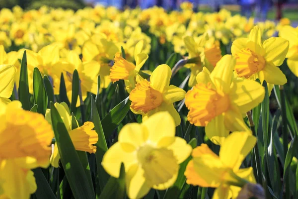 Gros Plan Belles Fleurs Jaune Vif Printemps Narcisse Soleil Soir — Photo