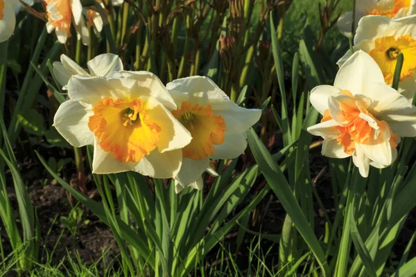 Bahar Nergis Güzel Beyaz Çiçeklerin Yakın Çekim — Stok fotoğraf