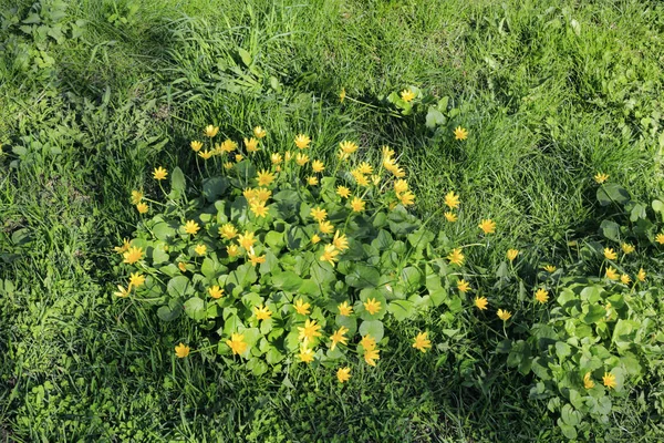 Naturen våren bakgrund med grönt gräs och gula blommor — Stockfoto