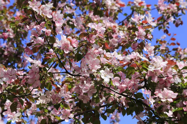 Ramos de árvore de primavera com belas flores rosa — Fotografia de Stock
