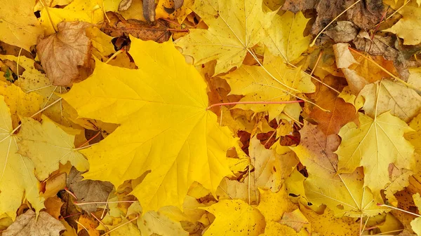 Ljus Gul Hösten Bakgrund Från Närbild Fallna Bladen Lönnträd — Stockfoto