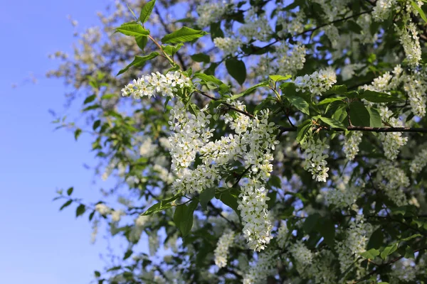 Krásný Jarní Větví Květu Střemchová — Stock fotografie