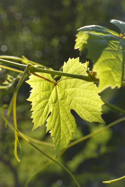 Hoja Uva Que Brilla Luz Del Sol — Foto de Stock