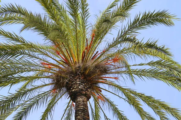 Zweige einer schönen Palme — Stockfoto