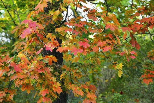Beautiful autumn maple tree — Stock Photo, Image