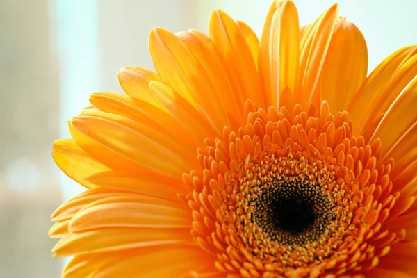 Close Beautiful Orange Gerber Flower — Stock Photo, Image