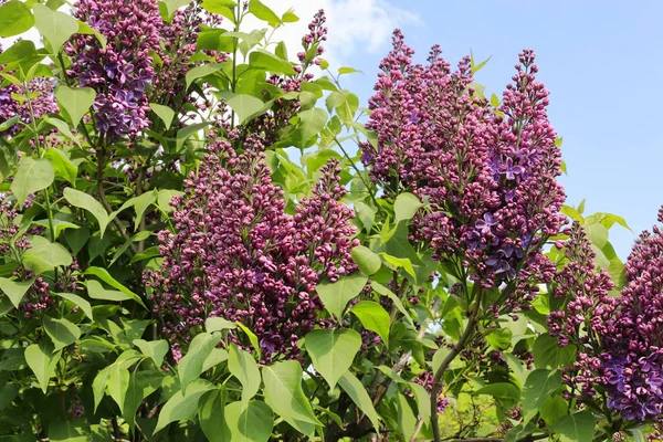 Vackra Blommande Våren Lila Grenar Närbild Mot Den Blå Himlen — Stockfoto