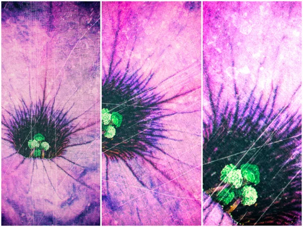 Abstrakte Strukturierte Kratzer Hintergrund Mit Details Von Lila Petunienblüte — Stockfoto