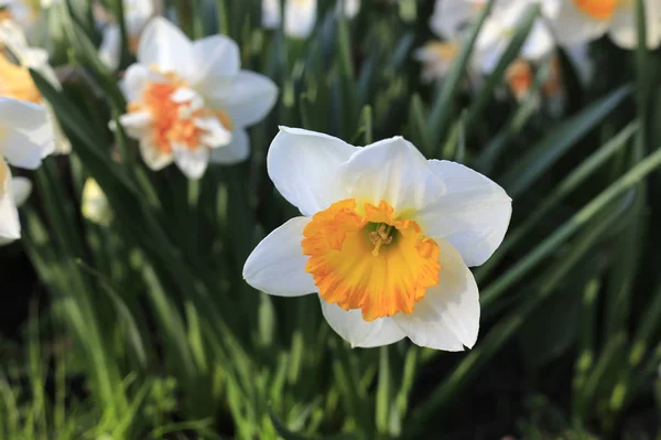 Крупный План Красивого Белого Цветка Весны Нарцисса — стоковое фото