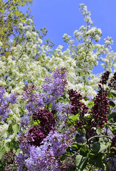 Belas Árvores Primavera Floridas Ramos Lilás Contra Fundo Céu Azul — Fotografia de Stock