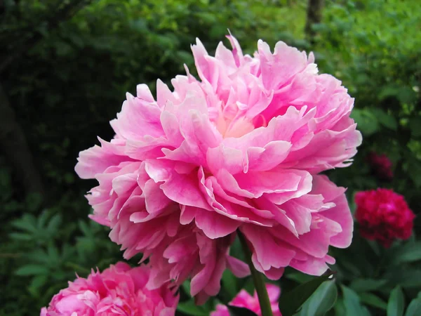 夏の庭で美しい繊細なピンクの牡丹 — ストック写真