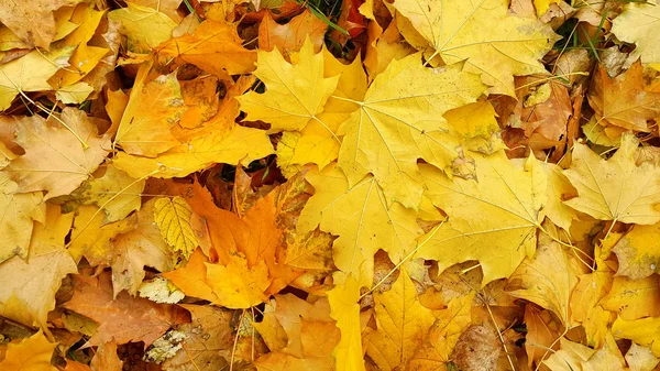 Luminoso Sfondo Autunnale Foglie Cadute Acero — Foto Stock