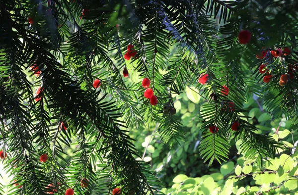 Bagas Vermelhas Que Crescem Ramos Árvore Teixo Perene Teixo Europeu — Fotografia de Stock