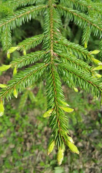 Branch Bright Green Coniferous Tree — Stock Photo, Image