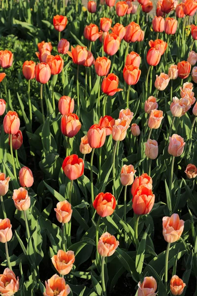 Bei Tulipani Rossi Alla Luce Del Sole Vicino Sfondo Della — Foto Stock