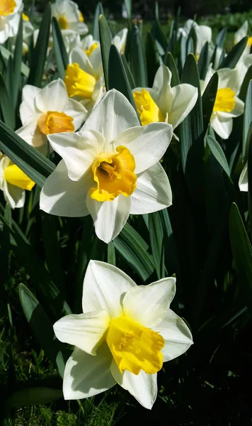 Close Van Mooie Witte Gele Bloemen Van Lente Narcissus — Stockfoto