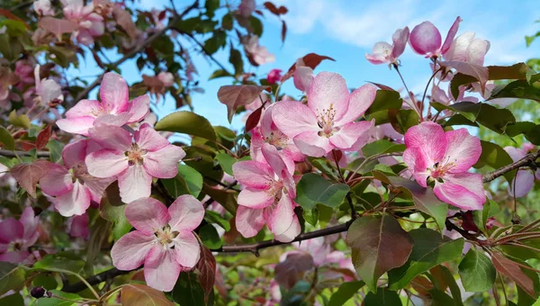 Branche Spring Apple Tree Beautiful Pink Flowers Blue Sky Background — Stock Photo, Image