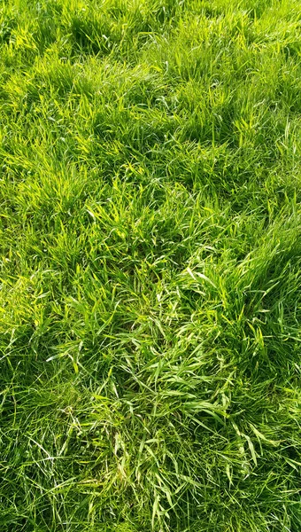 Fresh Green Grass Close Nature Background — Stock Photo, Image