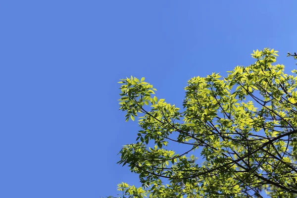 Rama Árbol Verde Fondo Azul Del Cielo — Foto de Stock