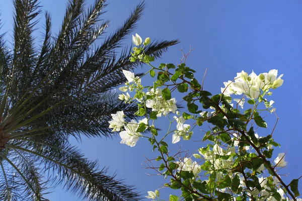 Branches Beaux Bougainvilliers Blancs Palmiers Dans Ciel Bleu — Photo