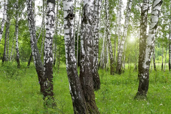 Güzel Huş Ağaçları Bir Yaz Manzara — Stok fotoğraf