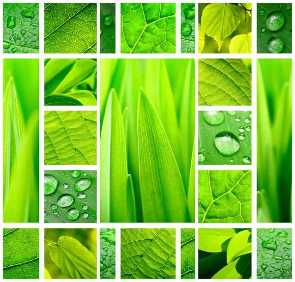 Αφηρημένο πράσινο κολάζ με φρέσκα πράσινα φυτά και τα φύλλα — Φωτογραφία Αρχείου