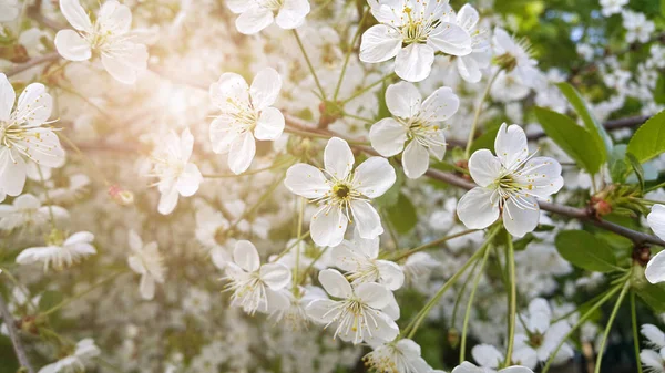 Kaunis Oksa Kevään Kukkivat Kirsikkapuu Valkoisia Kukkia — kuvapankkivalokuva