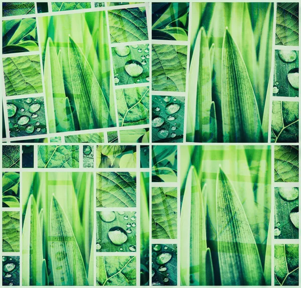 Абстрактний Зелений Колаж Свіжими Зеленими Рослинами Листям Краплями Води — стокове фото