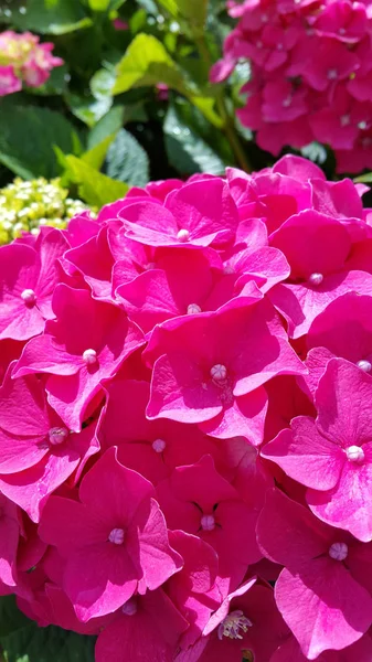 Närbild Vackra Blommor Hortensia Hydrangea Macrophylla Trädgård — Stockfoto