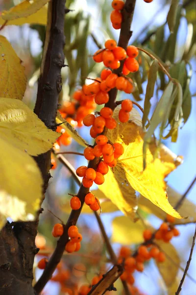 Tak Van Herfst Zee Duindoorn Bessen Close — Stockfoto