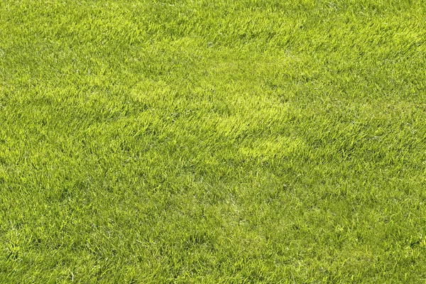 Natural Green Shorn Lawn Closeup Background — Stock Photo, Image