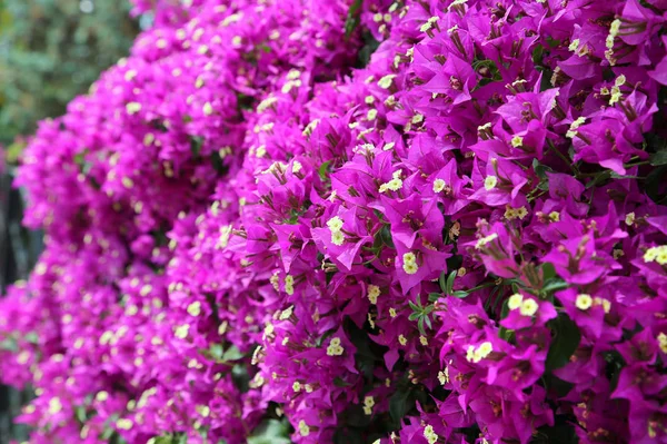美しい明るい咲くブーゲンビリア枝 — ストック写真
