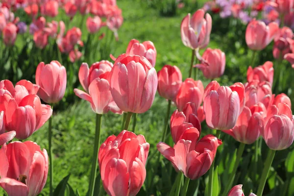 Mooie Heldere Roze Tulpen Close Zonnige Dag — Stockfoto