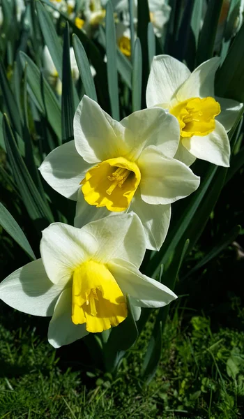 Close Beautiful White Yellow Flowers Spring Narcissus — Stock Photo, Image