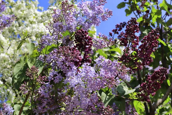 Schöne Blühende Frühlingsbäume Und Fliederfarbene Zweige Vor Blauem Himmel Hintergrund — Stockfoto