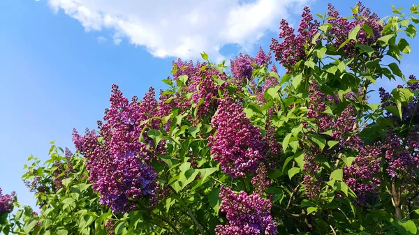 美丽的开花春天枝明亮的丁香花 — 图库照片