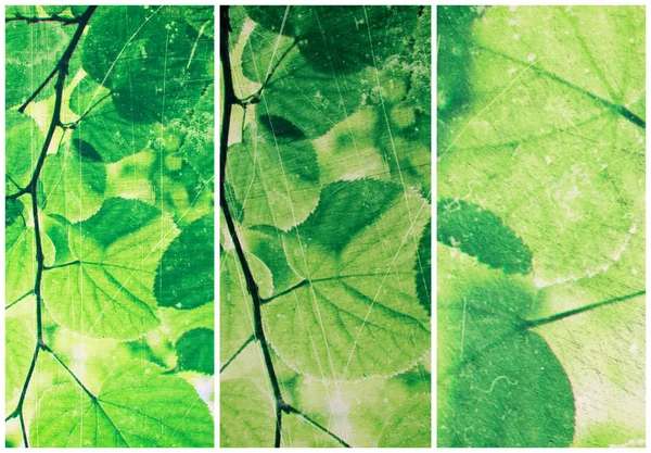 Colagem Verde Abstrata Folhas Frescas Tília — Fotografia de Stock