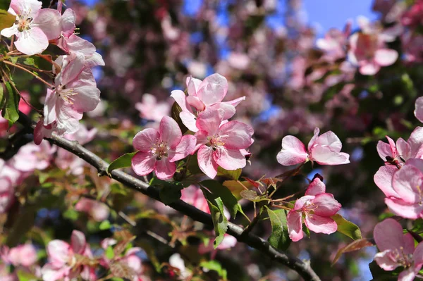 Branches Apple Tree Beautiful Pink Flowers Close Natural Background — Stock Photo, Image