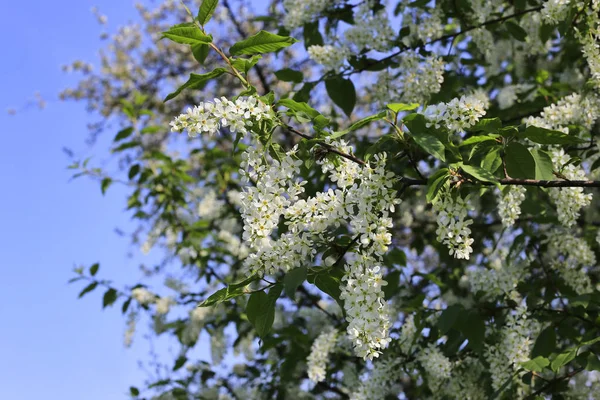 Belos Ramos Primavera Cereja Pássaro Florescente — Fotografia de Stock